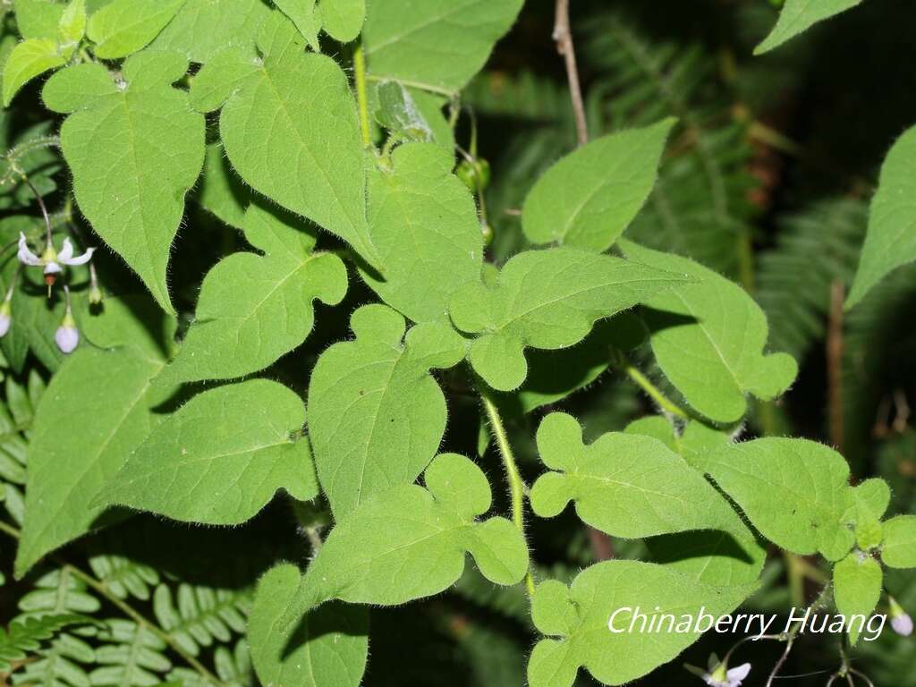 Image of Solanum lyratum Thunb.