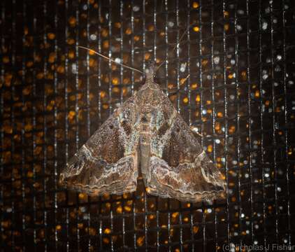 Image of Moth