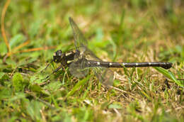 Image of Giant bush dragonflies