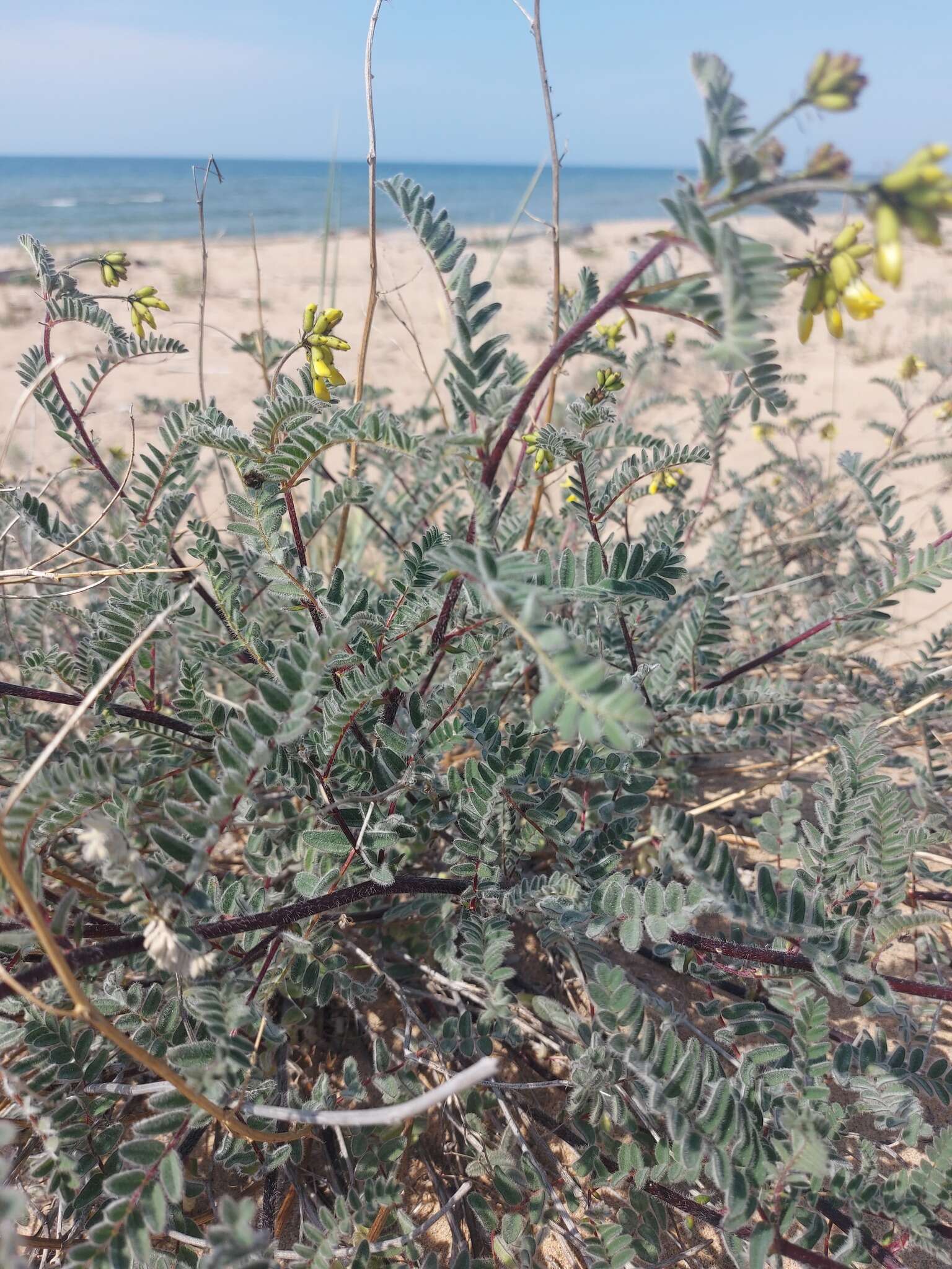 Image of Astragalus sericeocanus Gontsch.