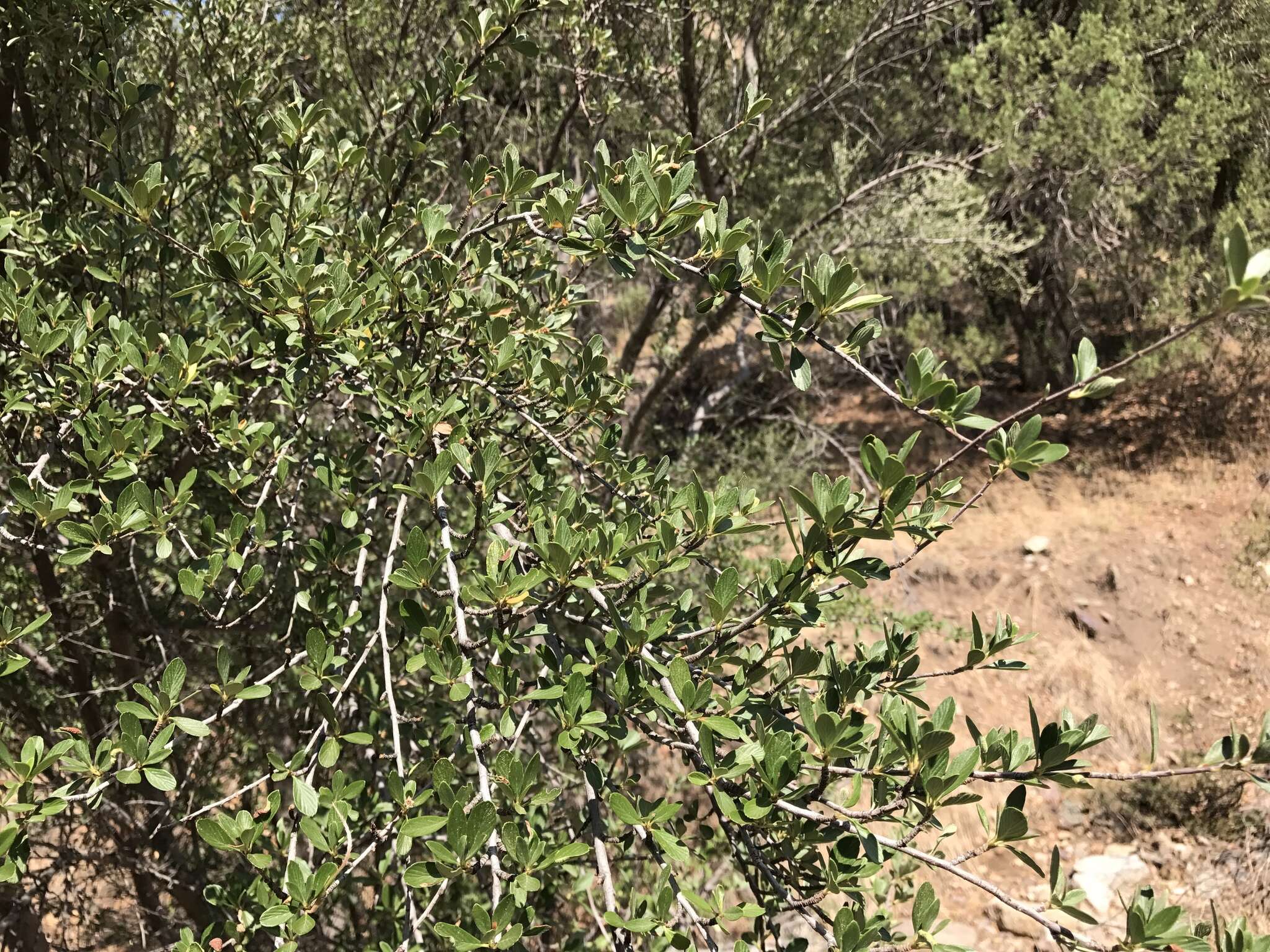 Image of alderleaf mountain mahogany