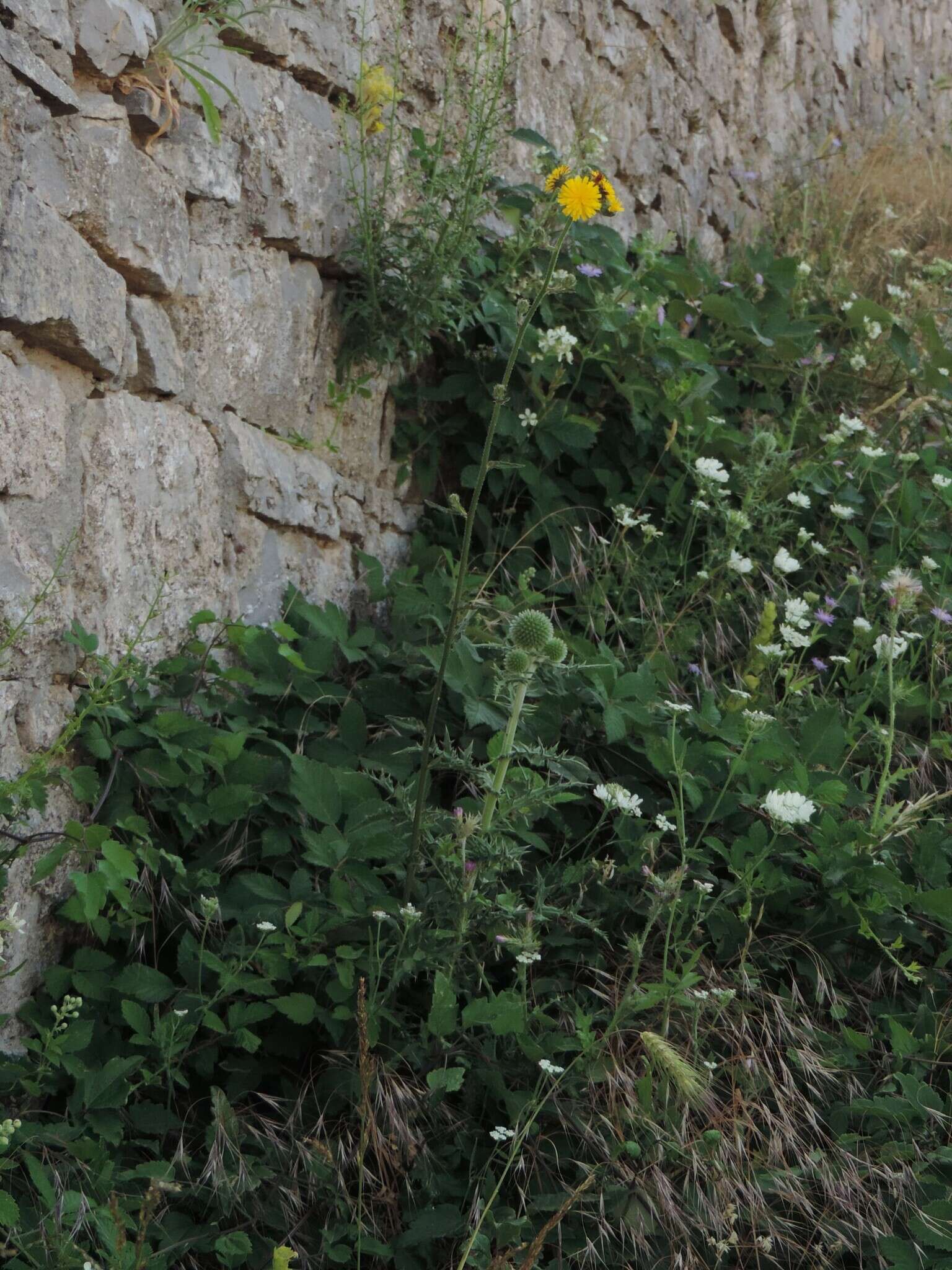 Image of Echinops sphaerocephalus subsp. sphaerocephalus