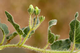 Image of Matelea chihuahuensis (A. Gray) R. E. Woodson