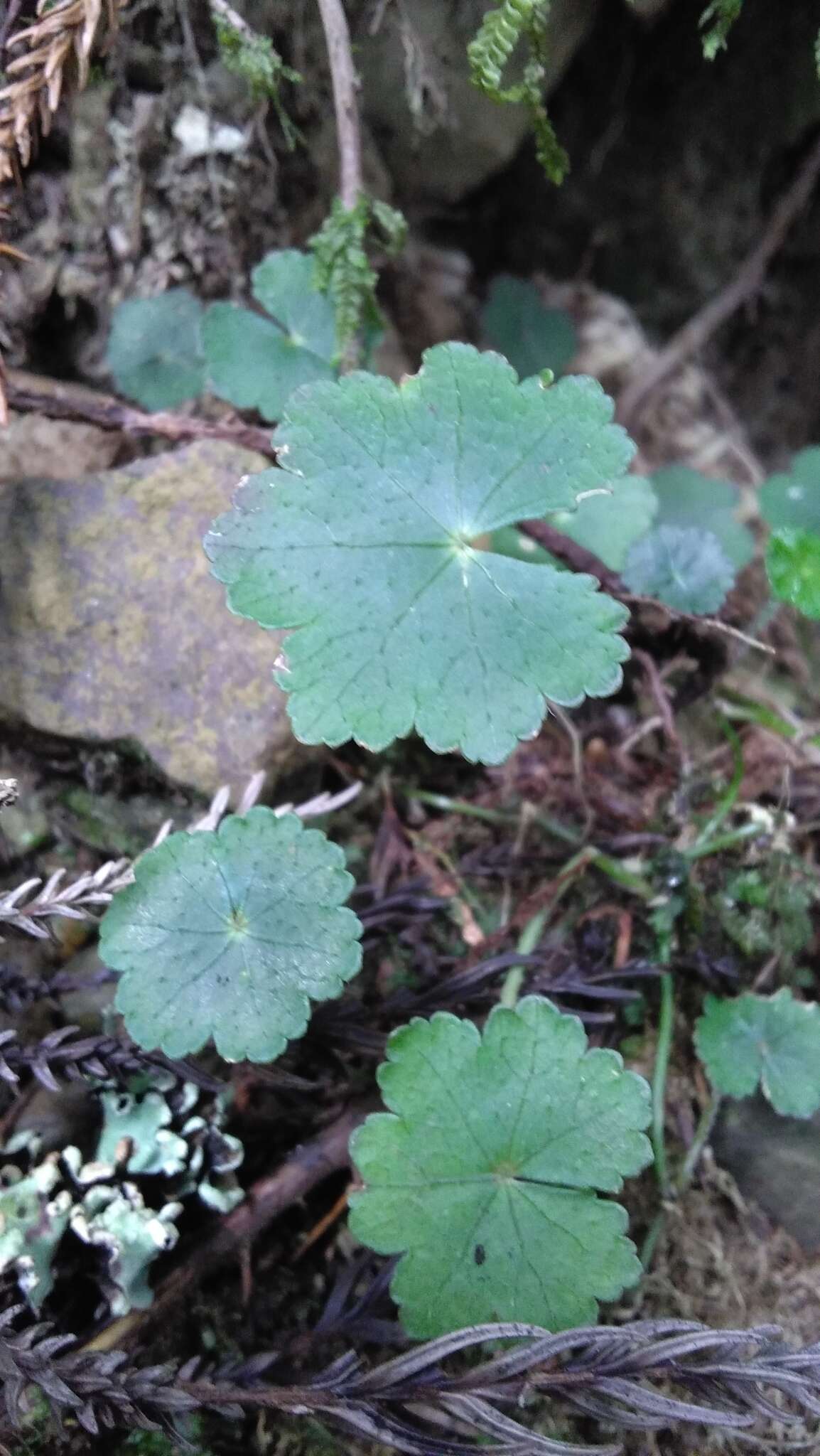 Imagem de Hydrocotyle nepalensis Hook.