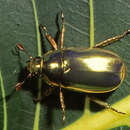 Imagem de Chrysina resplendens (Boucard 1875)