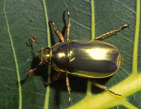 Plancia ëd Chrysina resplendens (Boucard 1875)