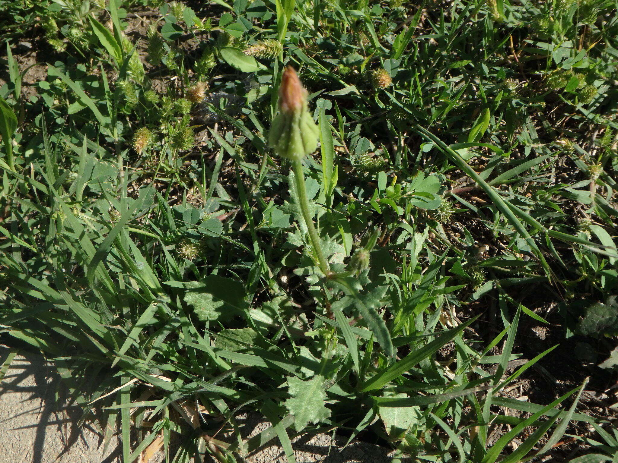 Sivun Urospermum picroides (L.) Scop. ex F. W. Schmidt kuva