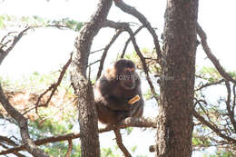 Image of Milne-Edwards’s Macaque