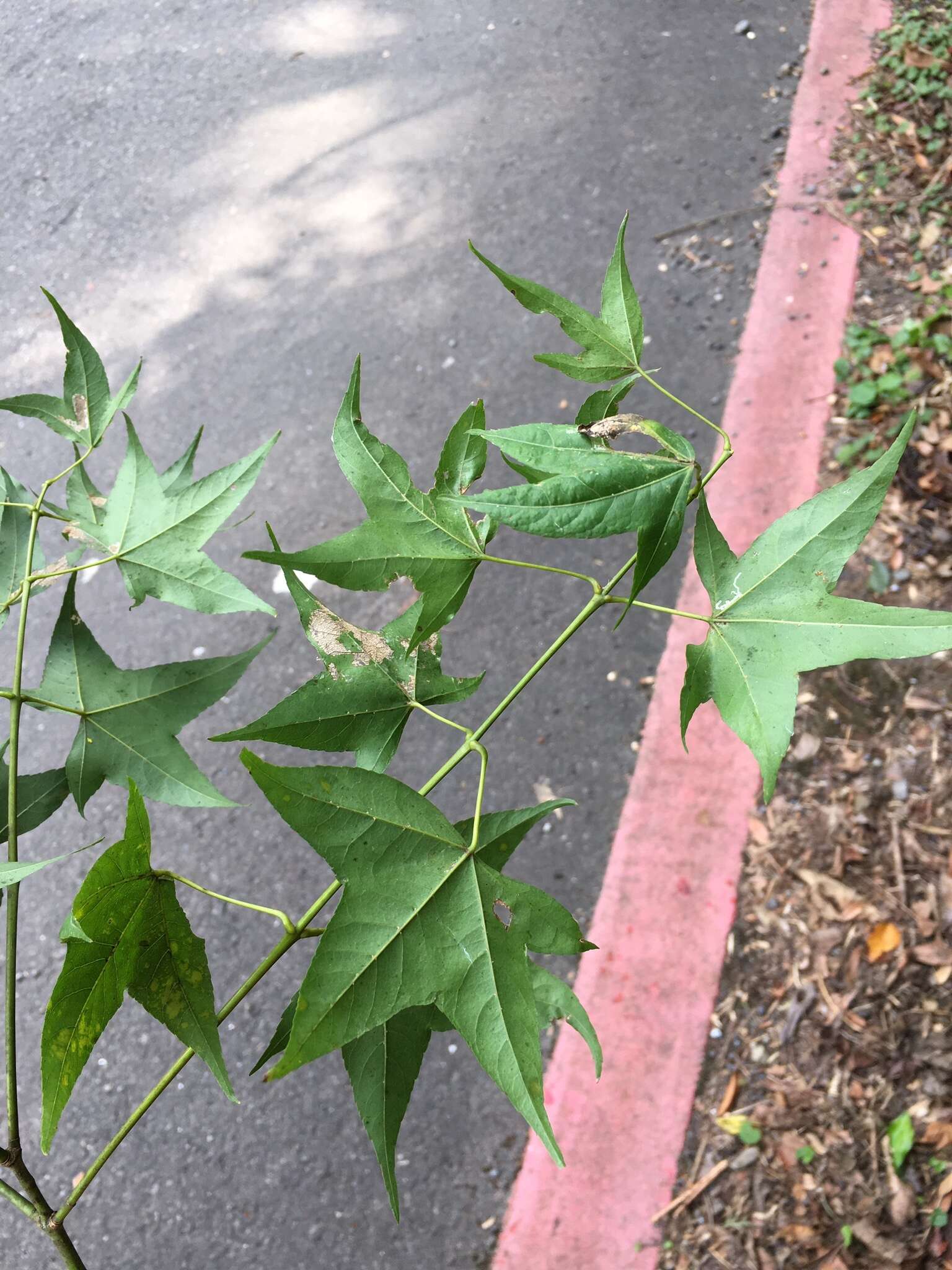 صورة Acer oliverianum subsp. formosanum (Koidz.) E. Murray