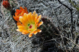 Image de Echinocereus roetteri (Engelm.) Rümpler