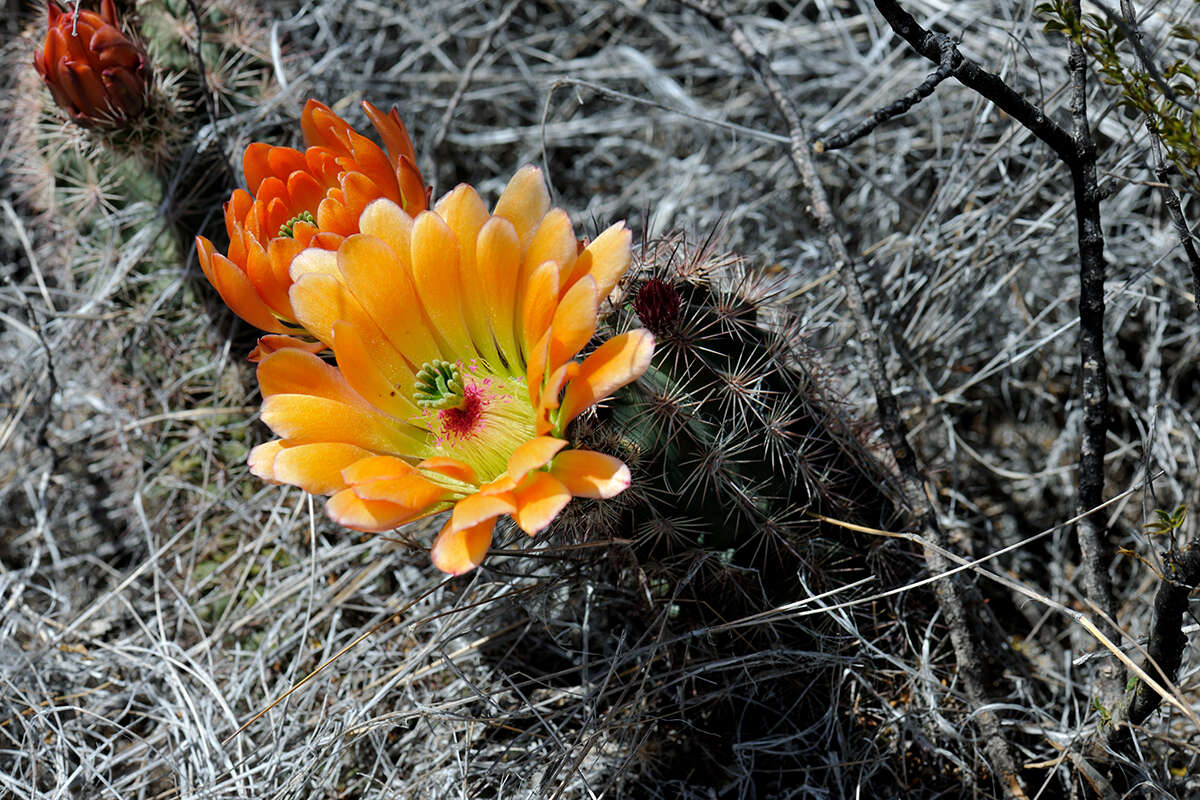 Image de Echinocereus roetteri (Engelm.) Rümpler