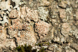 Image of rim lichen