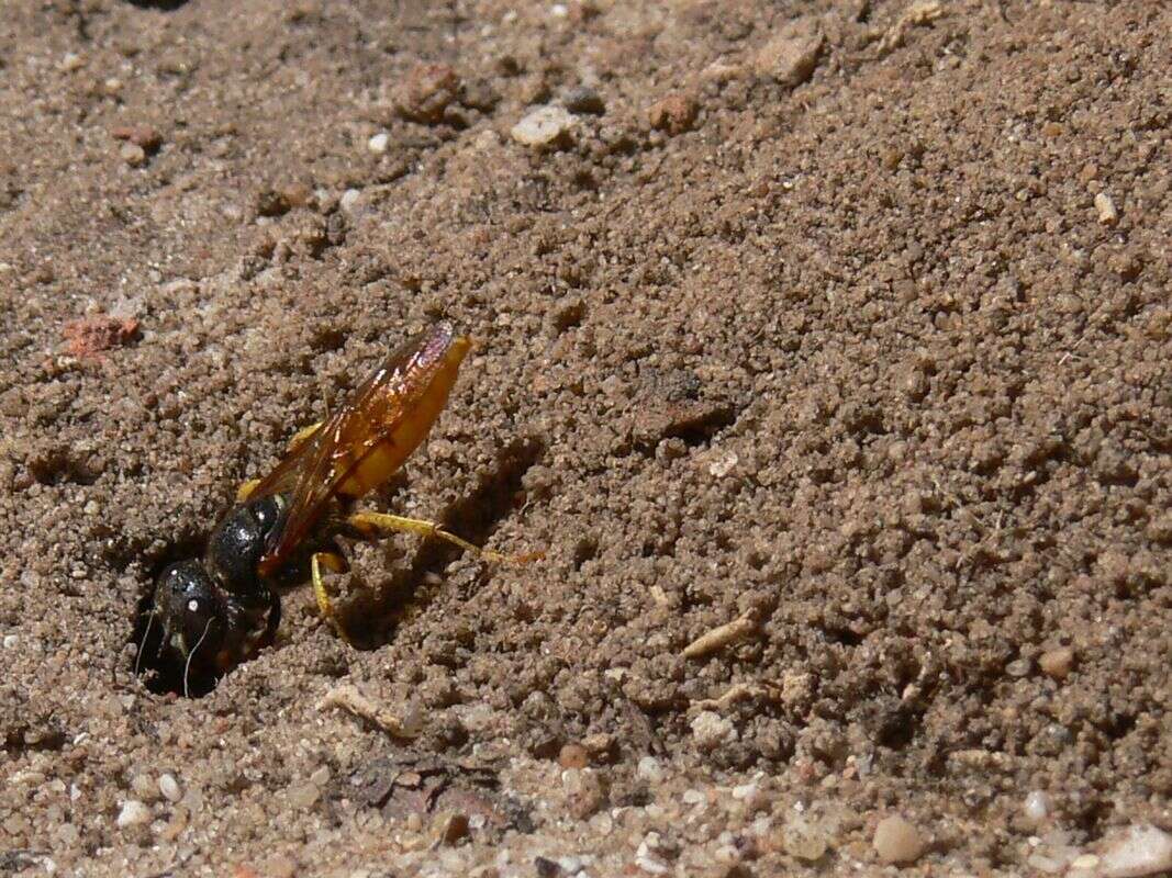 Imagem de Philanthus triangulum diadema (Fabricius 1781)