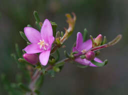 Image of Crowea exalata subsp. revoluta Paul G. Wilson