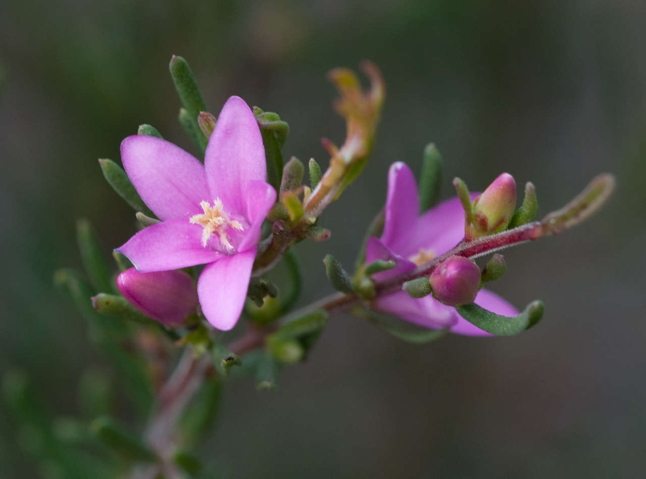 Image of Crowea exalata subsp. revoluta Paul G. Wilson