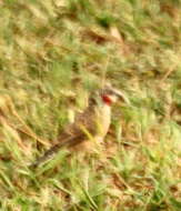 Image of Amadina fasciata contigua Clancey 1970