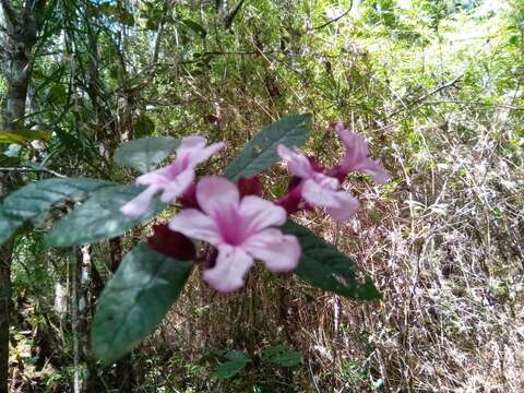 Imagem de Clerodendrum arenarium Baker