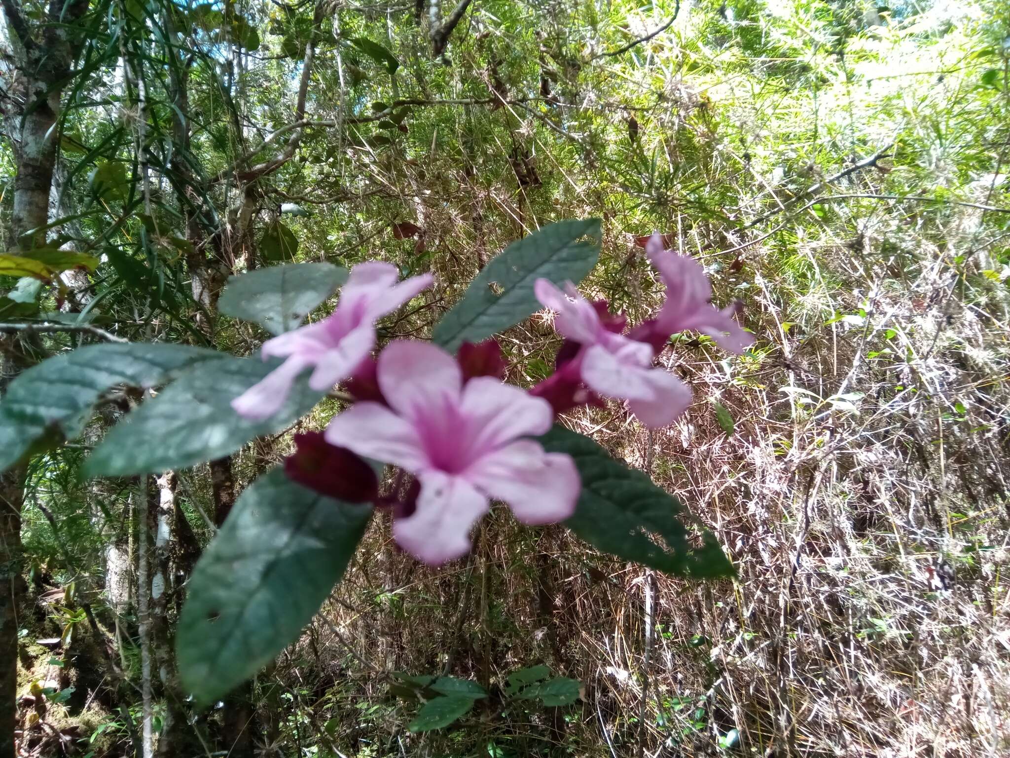 Imagem de Clerodendrum arenarium Baker