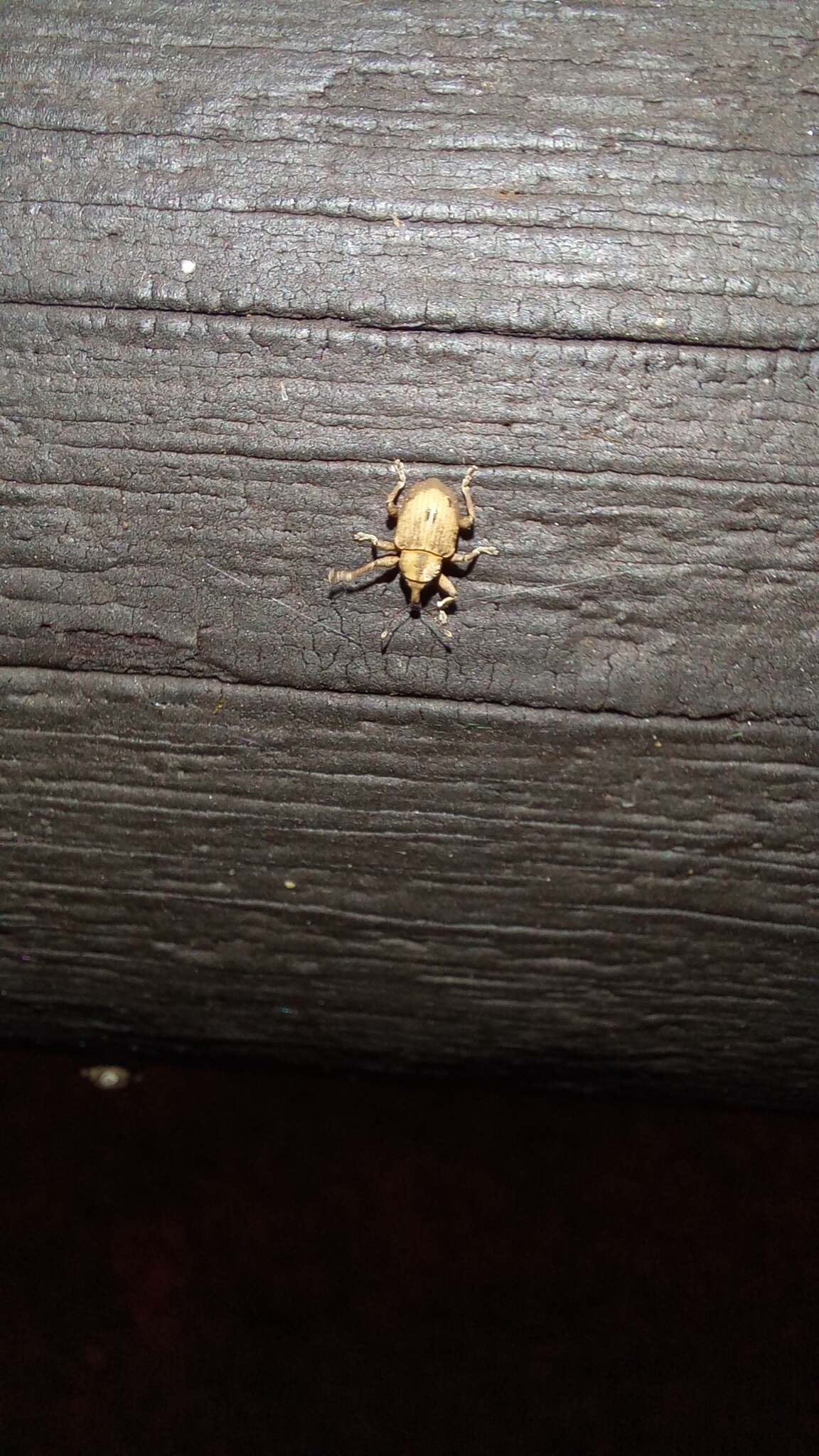 Image of Beetle