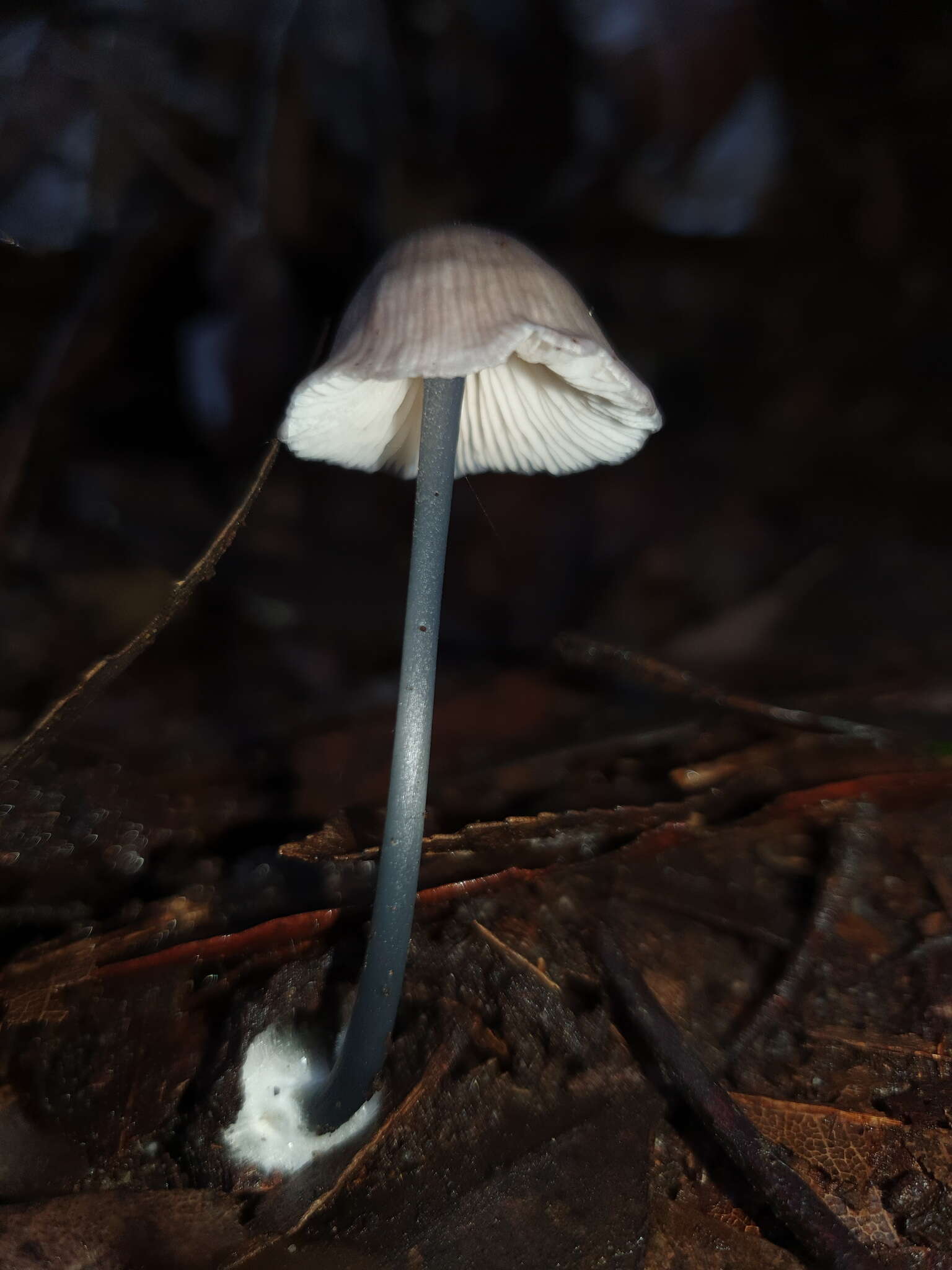 Image of Entoloma albidocoeruleum G. M. Gates & Noordel. 2007