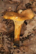 Plancia ëd Cantharellus lewisii Buyck & V. Hofst. 2011