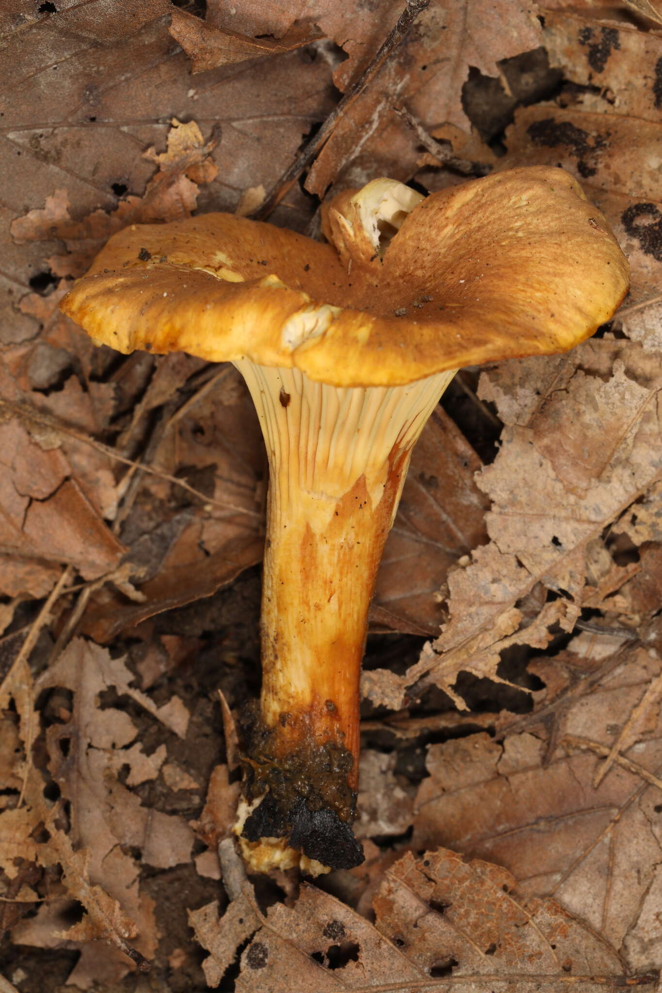 Plancia ëd Cantharellus lewisii Buyck & V. Hofst. 2011