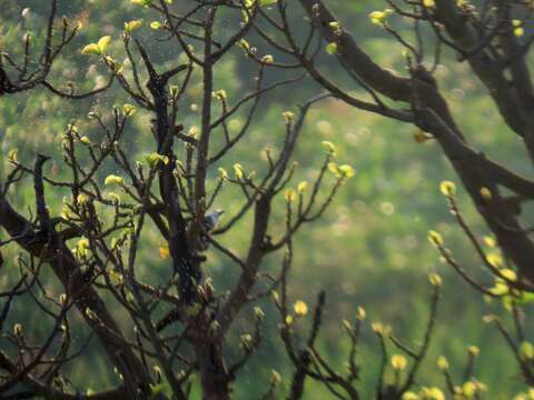 Image of White-headed Barbet