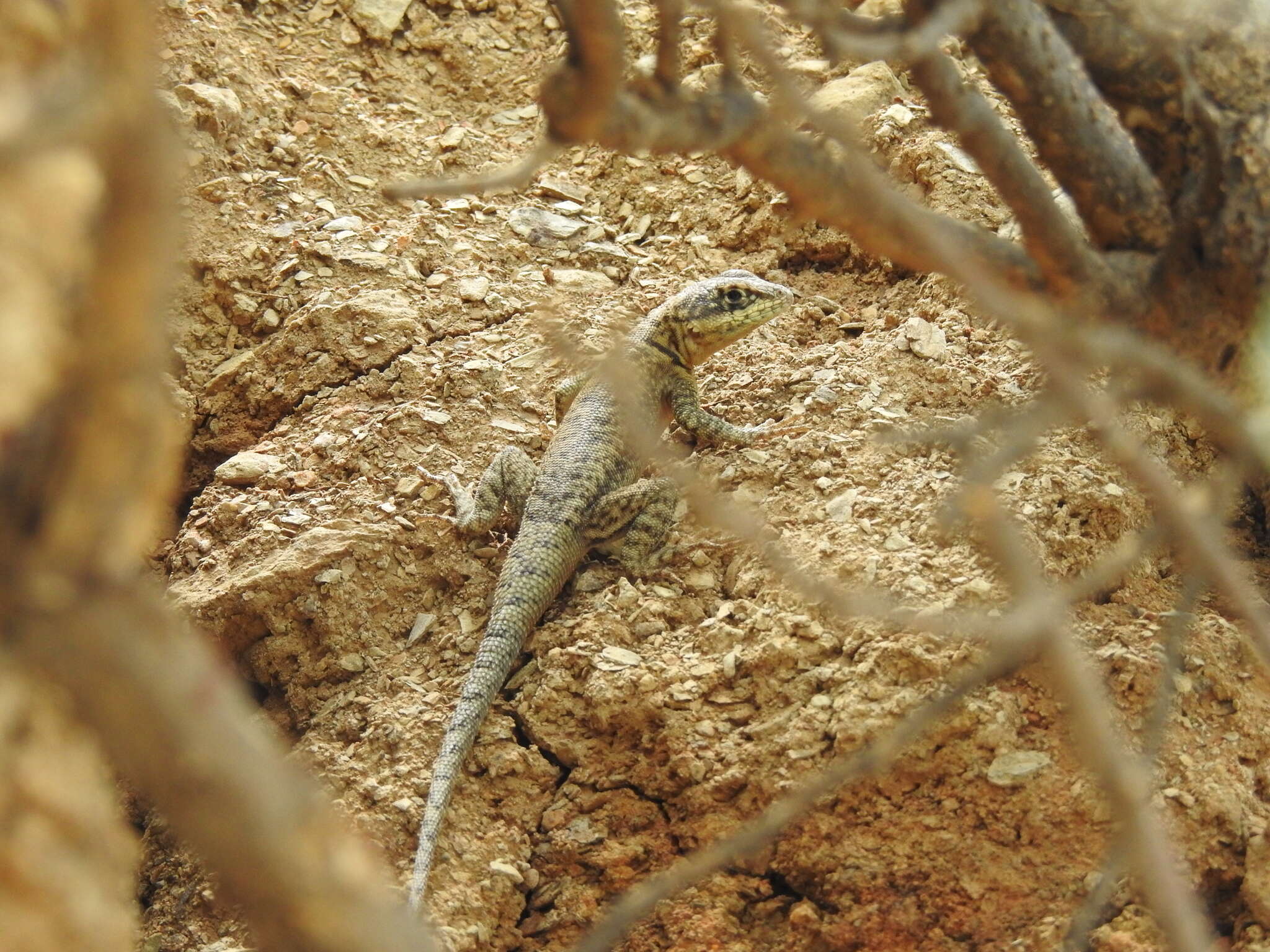 Image of Tropidurus azurduyae Carvalho, Rivas, Céspedes & Rodrigues 2018