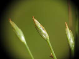 Image of Fimbristylis acicularis R. Br.