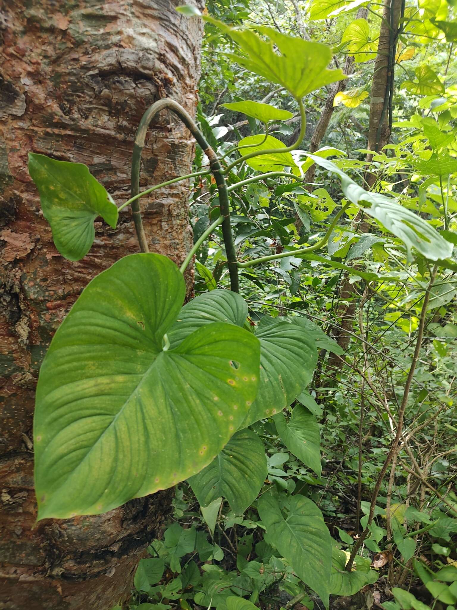 Philodendron jacquinii Schott的圖片