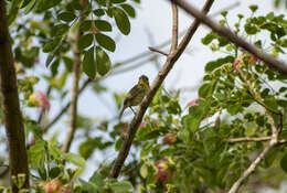 Image of Ochre-lored Flatbill