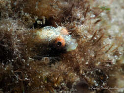 Image of Roughhead Blenny