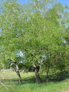 Image of Betula pendula subsp. pendula