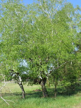 Betula pendula subsp. pendula的圖片