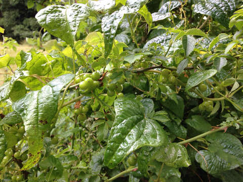 Image of Dioscorea communis (L.) Caddick & Wilkin