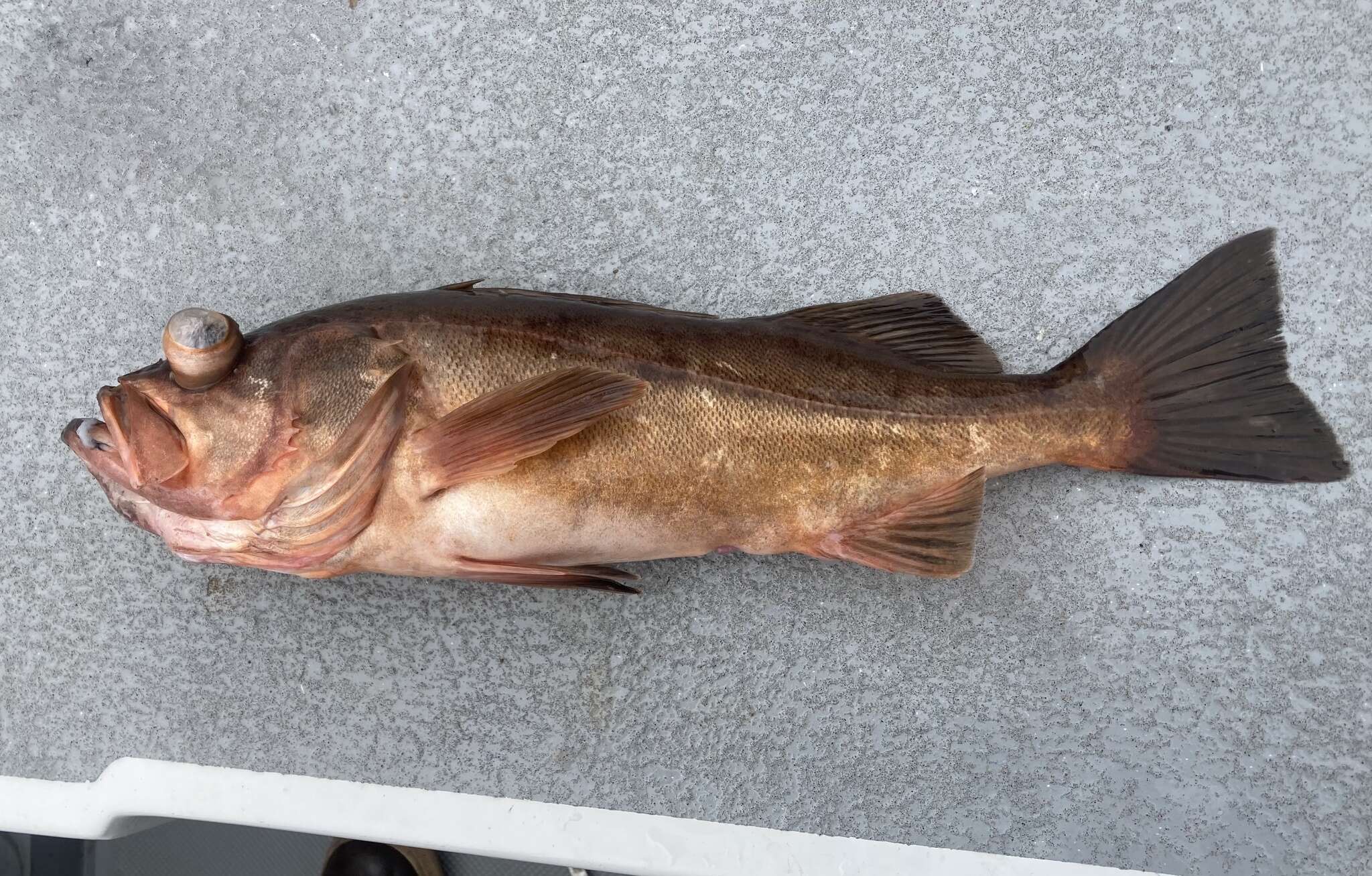 Image of Bocaccio rockfish