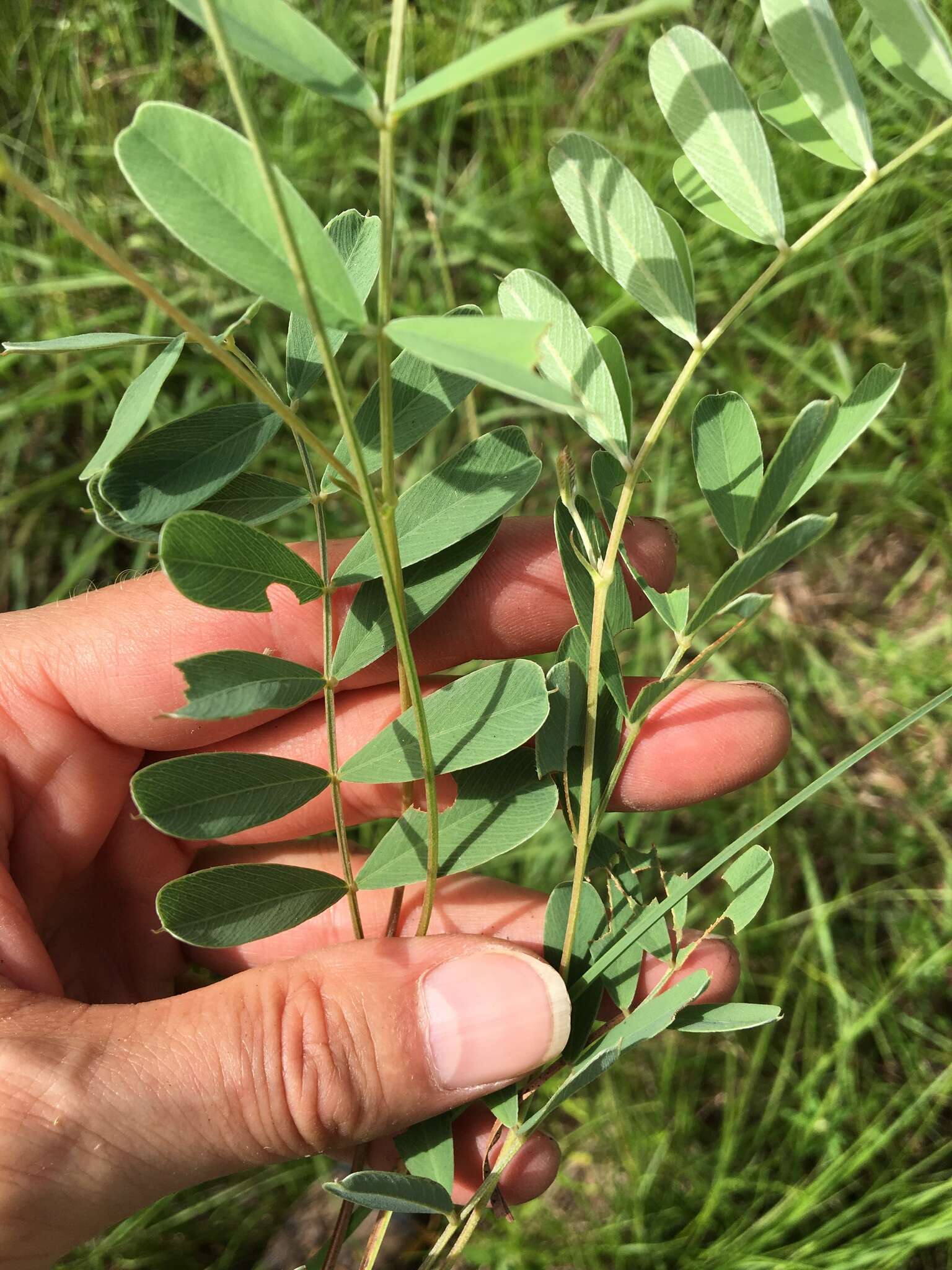 Tephrosia onobrychoides Nutt.的圖片