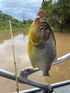 Image of Red-bellied piranha