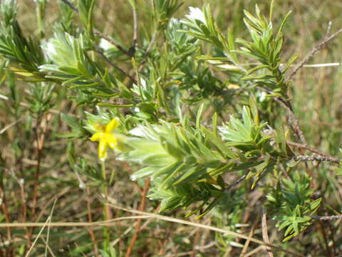 Plancia ëd Gnidia burchellii (Meissn.) Gilg