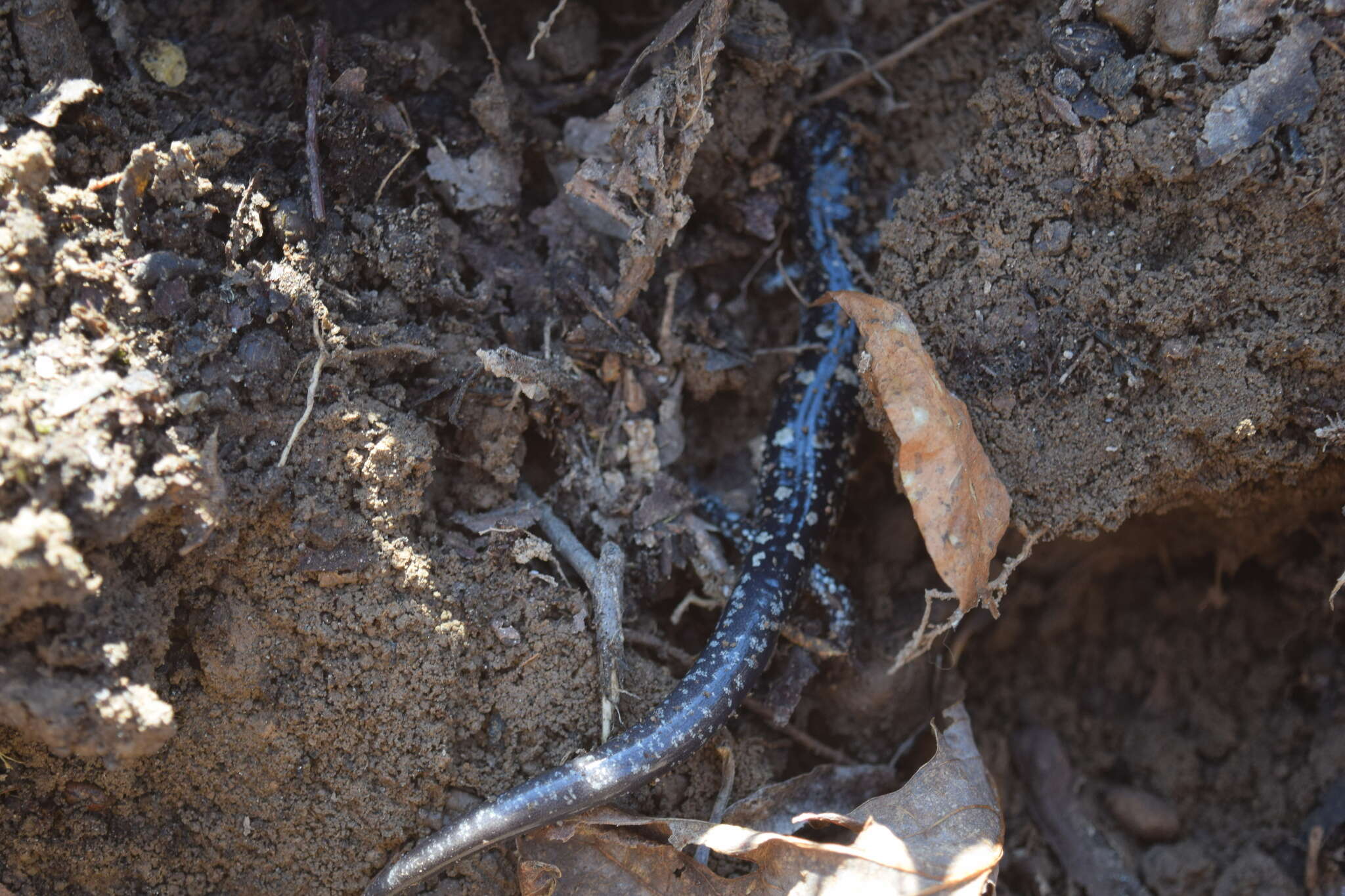 Plancia ëd Plethodon fourchensis Duncan & Highton 1979