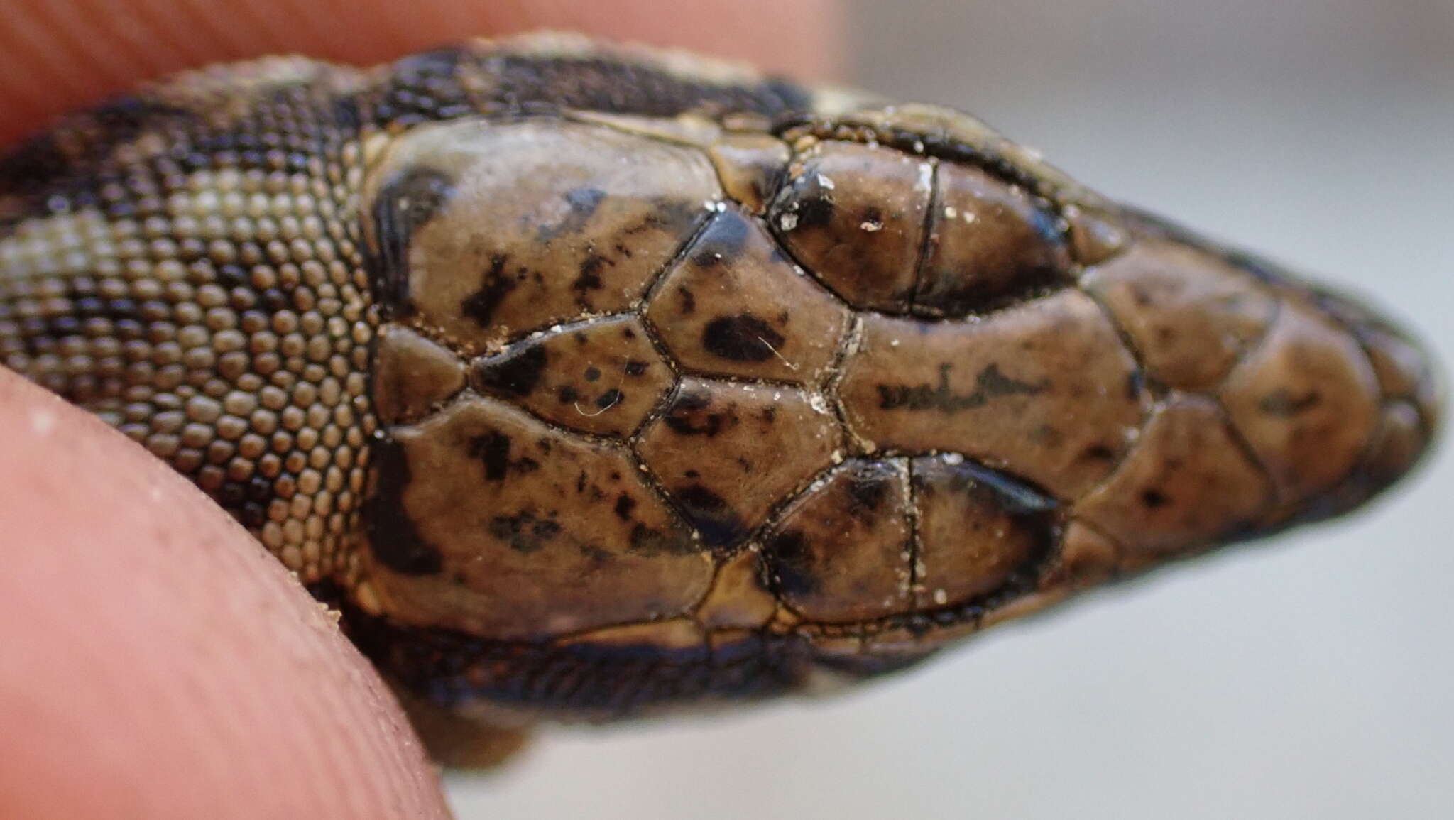 Anatololacerta anatolica (Werner 1900) resmi