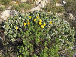 Image of Lobostemon montanus (DC.) Buek