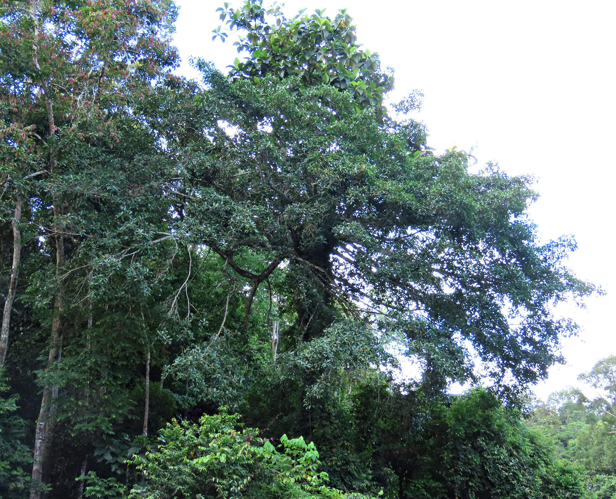 Sivun Ficus cucurbitina King kuva