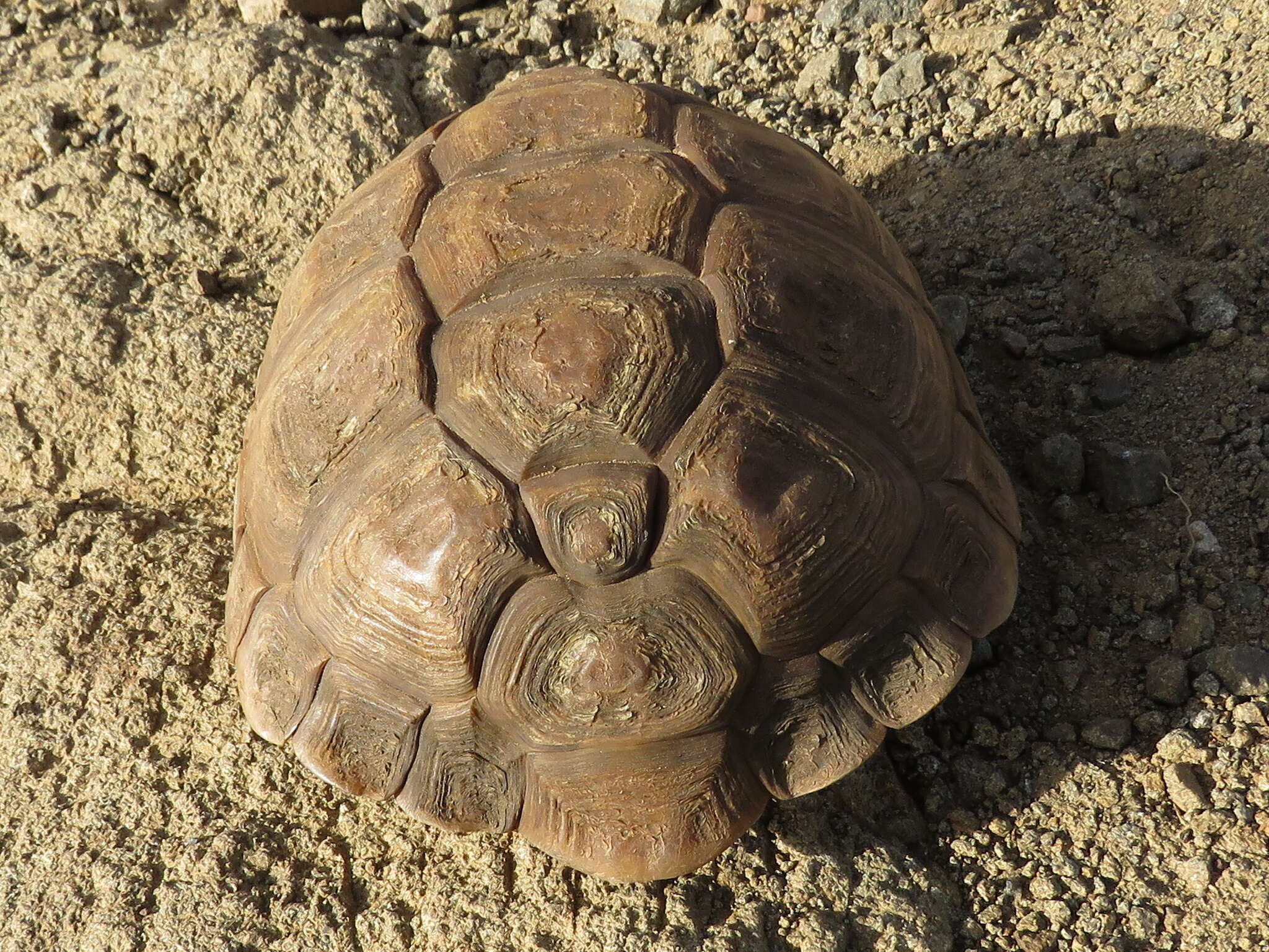 Image of Karroo Tortoise