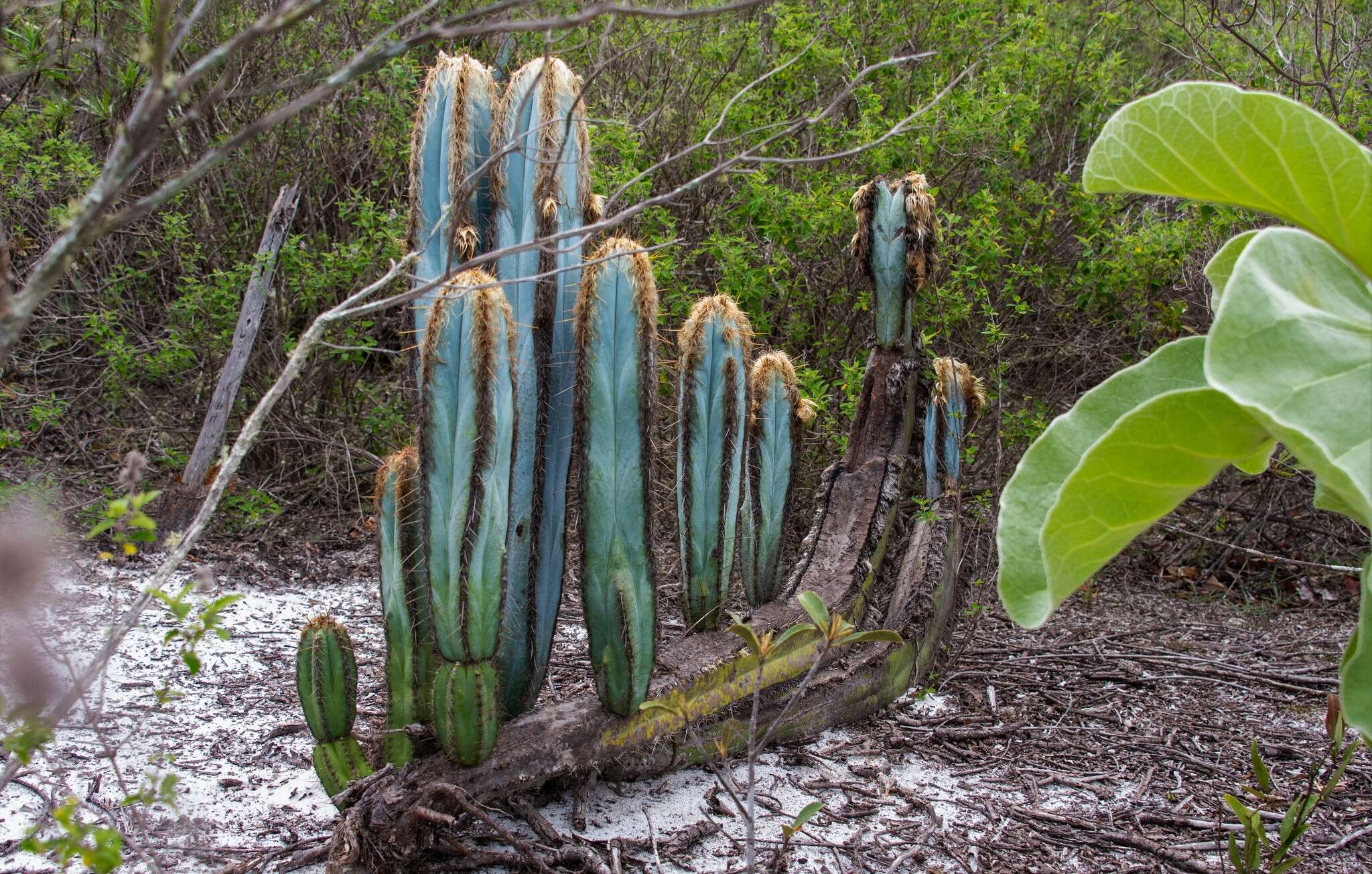 Pilosocereus fulvilanatus (Buining & Brederoo) F. Ritter的圖片