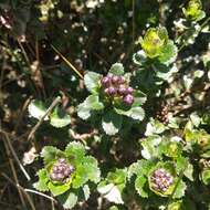 Image of Baccharis arbutifolia (Lam.) Vahl