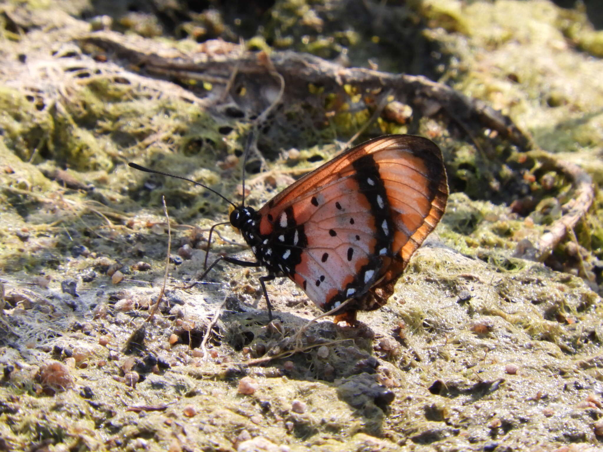 Image de Acraea acara Hewitson 1865