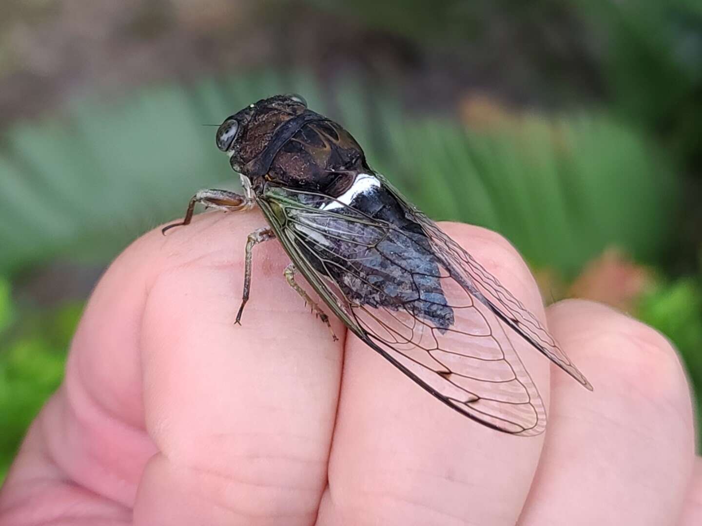 Image of Neotibicen similaris (Smith, J. B. & Grossbeck 1907)