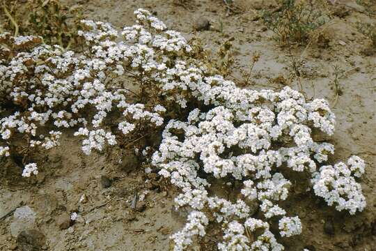 Imagem de Triptilion gibbosum Remy