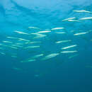 Image of Mexican barracuda